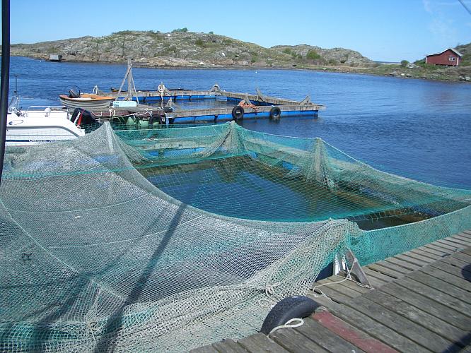 Fiskodling i Boviks hamn